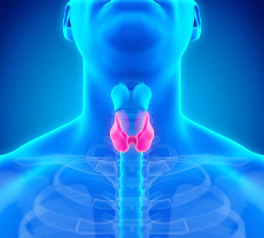 Image of a man's thyroid gland illuminated. Hashimoto's disease attacks the thyroid gland.