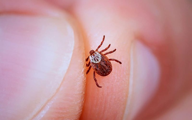 Tick-Borne-Diseases-copy